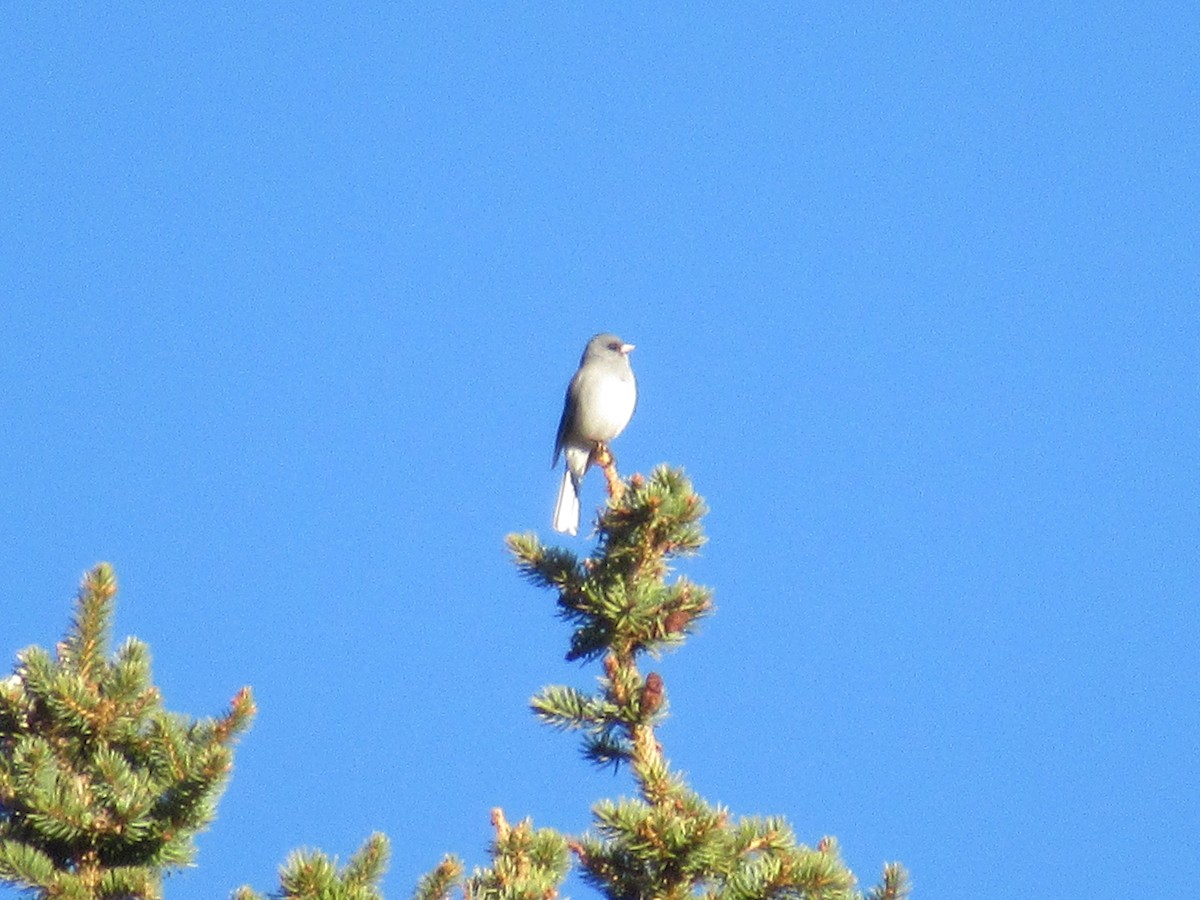 Dark-eyed Junco - ML322983631