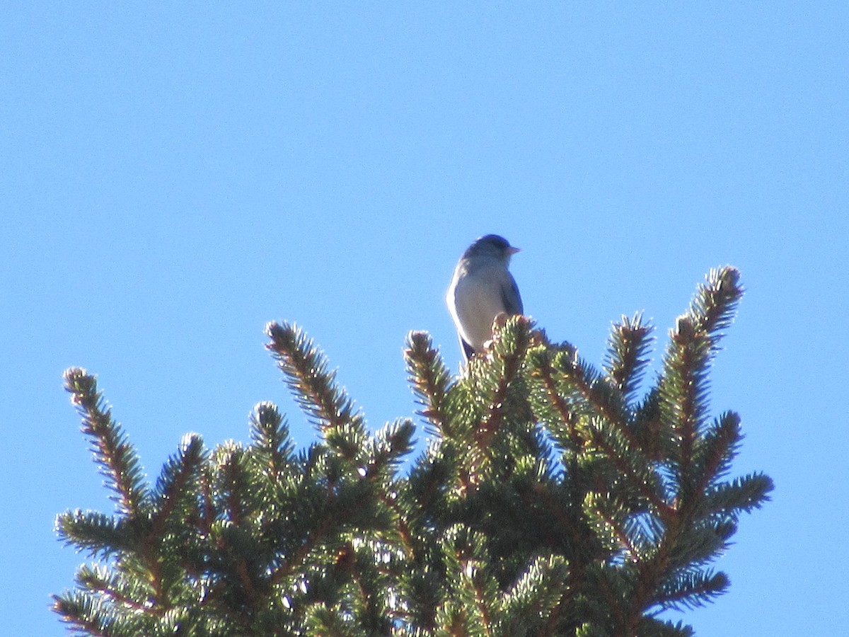 Dark-eyed Junco - Felice  Lyons