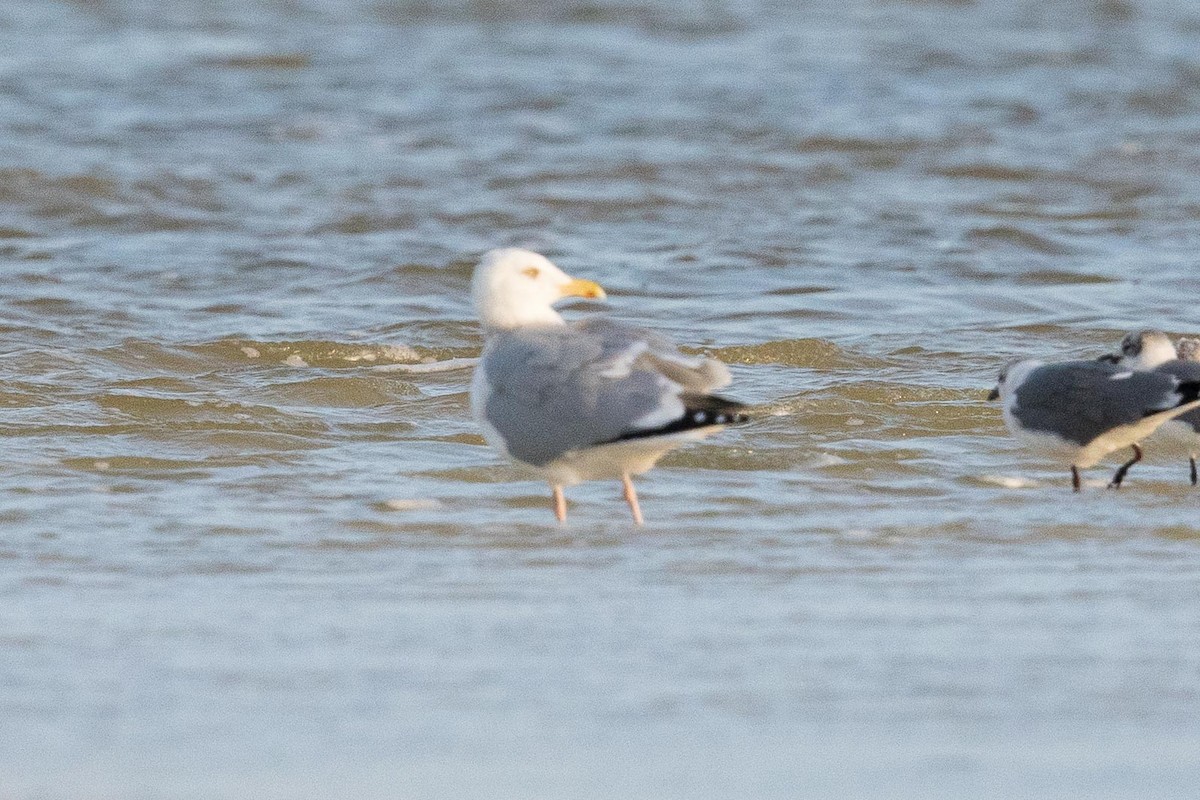 Gaviota Argéntea - ML322984491