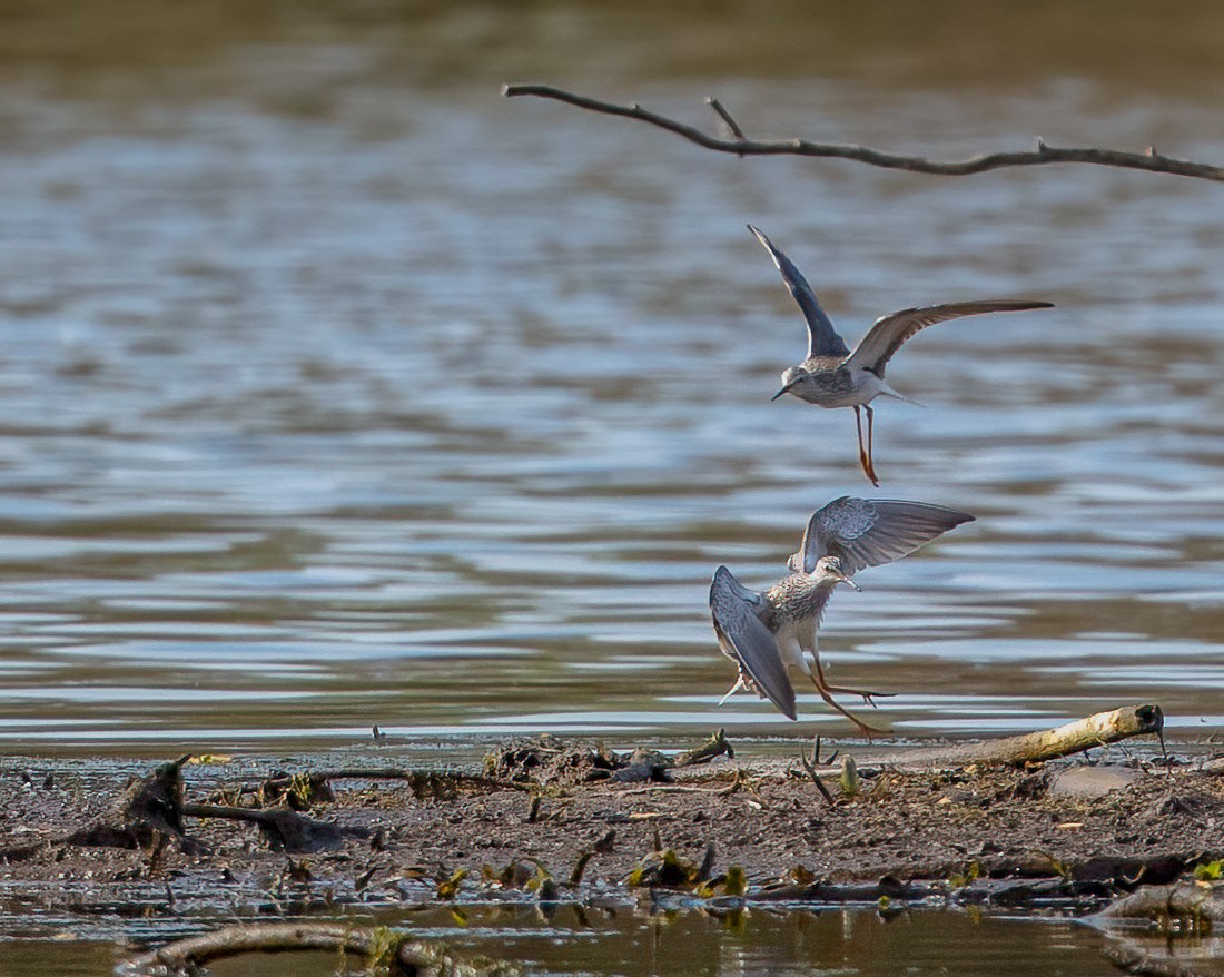 Lesser Yellowlegs - ML322984751