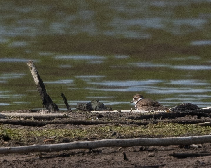 Killdeer - ML322984851