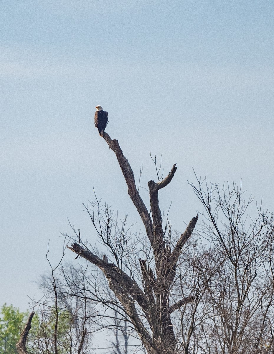 Bald Eagle - ML322986321