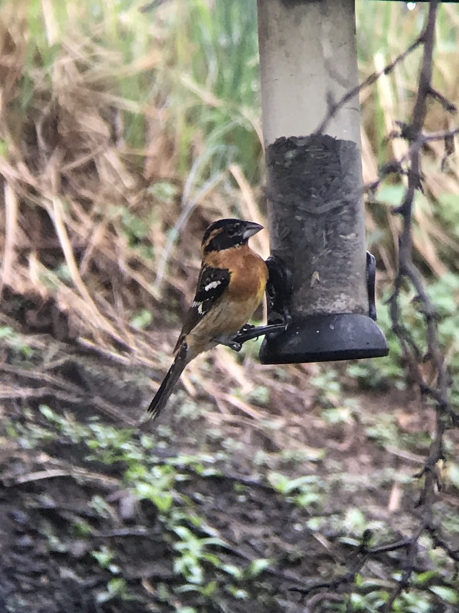 Black-headed Grosbeak - ML322987441