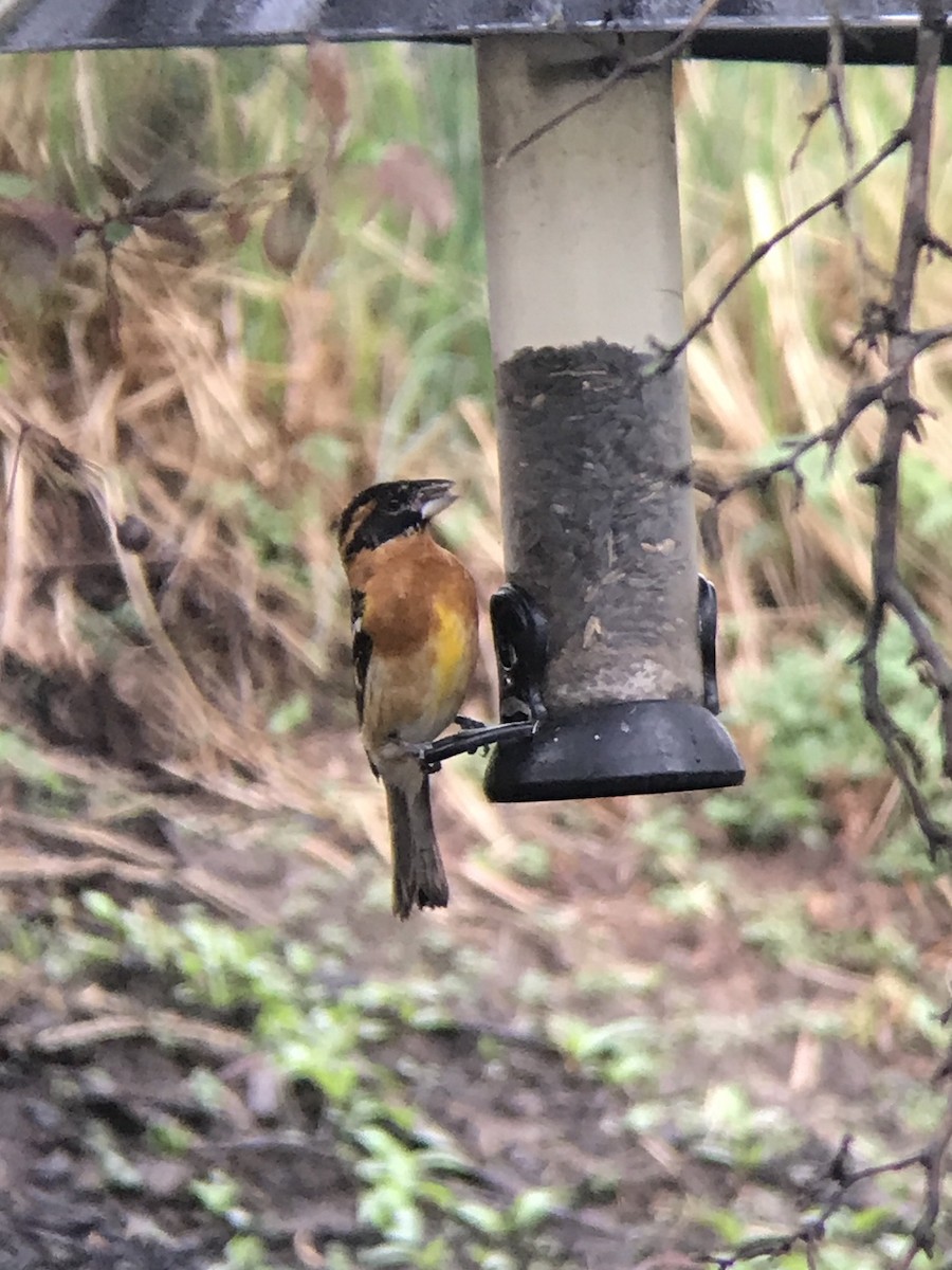 Black-headed Grosbeak - Andrew Marden