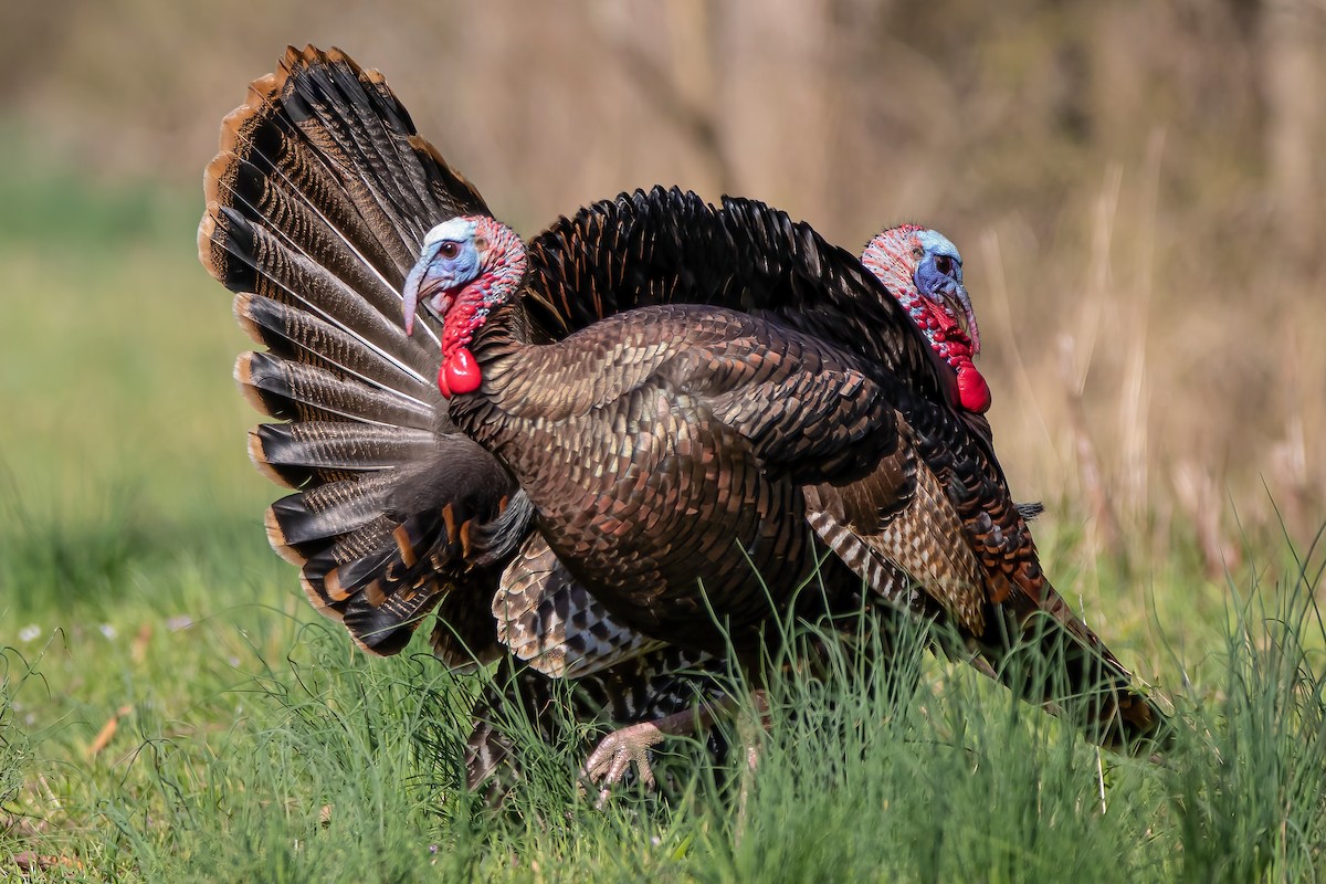 Wild Turkey - ML322987541