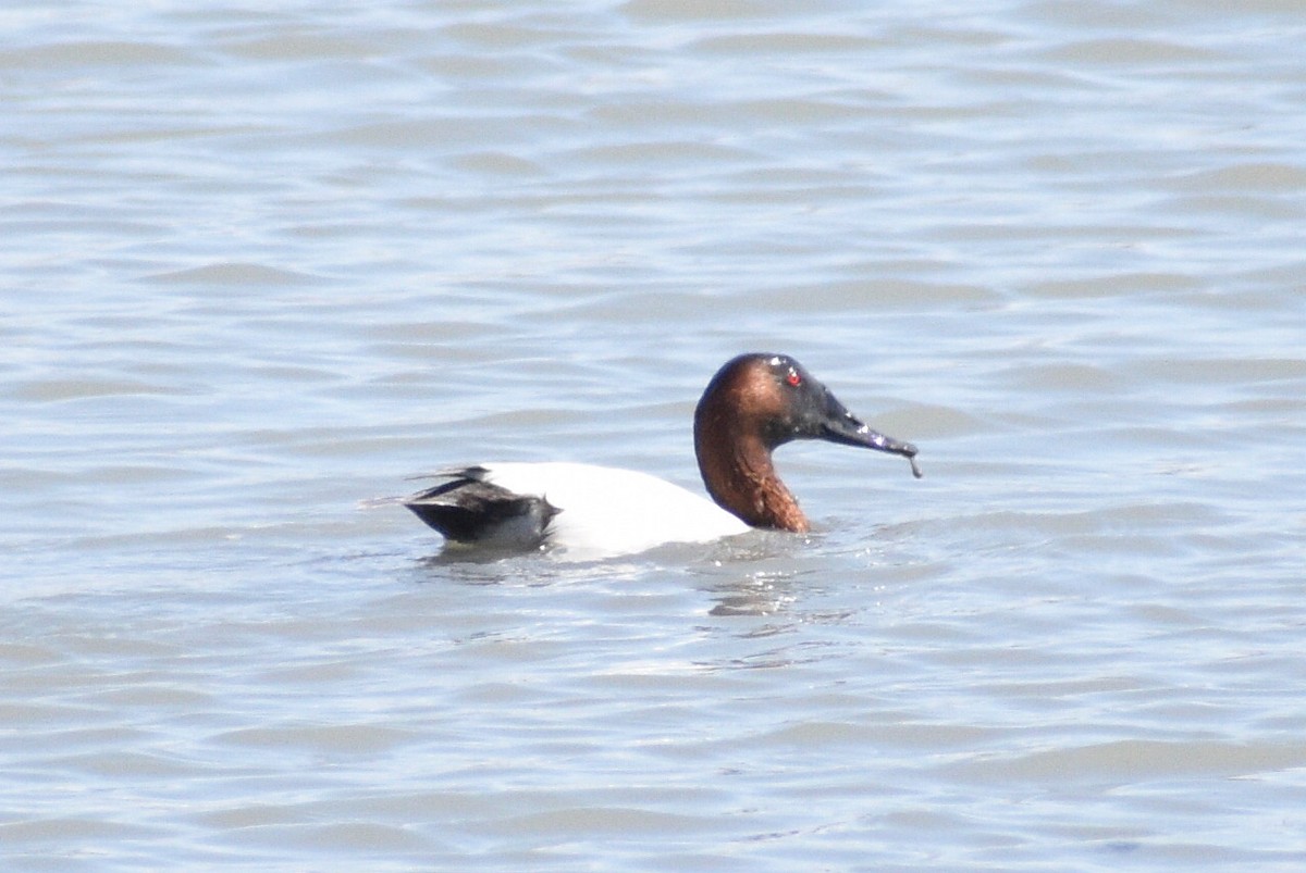 Canvasback - ML322989091