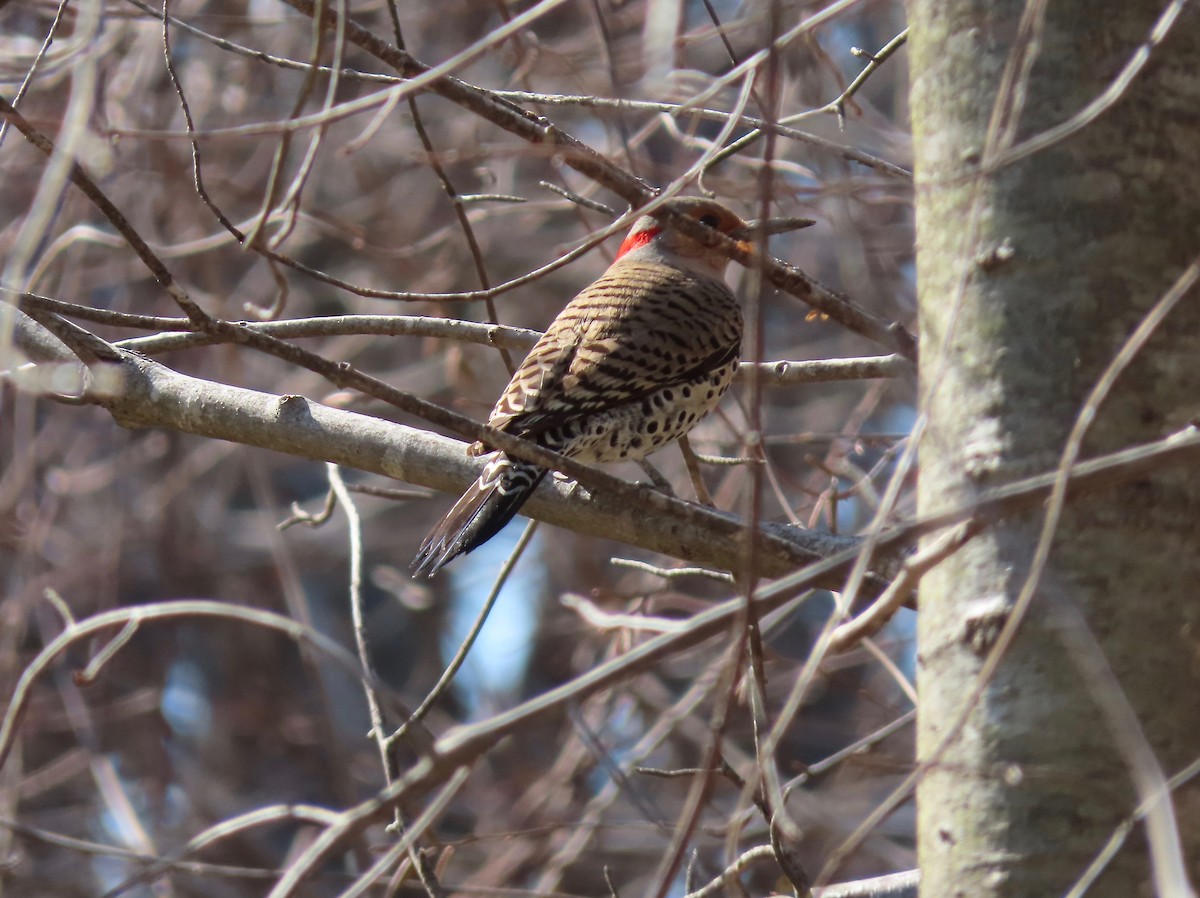 Northern Flicker (Yellow-shafted) - ML322990171