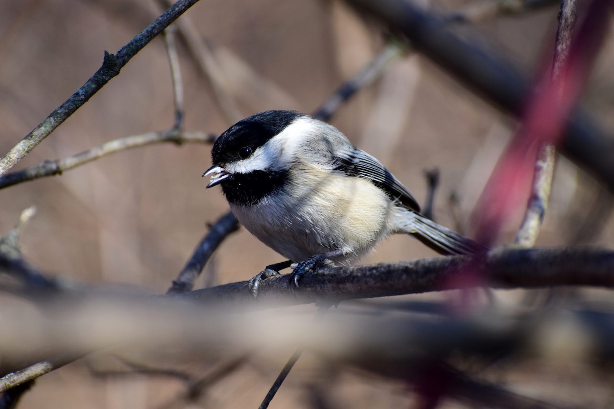 Black-capped Chickadee - Heather Roney