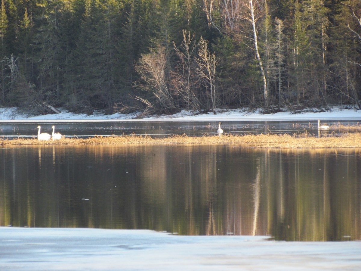 Trumpeter Swan - ML322990681