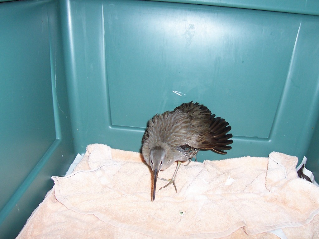 Clapper Rail - ML32299221