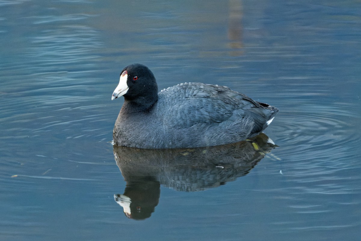 American Coot - ML322992361