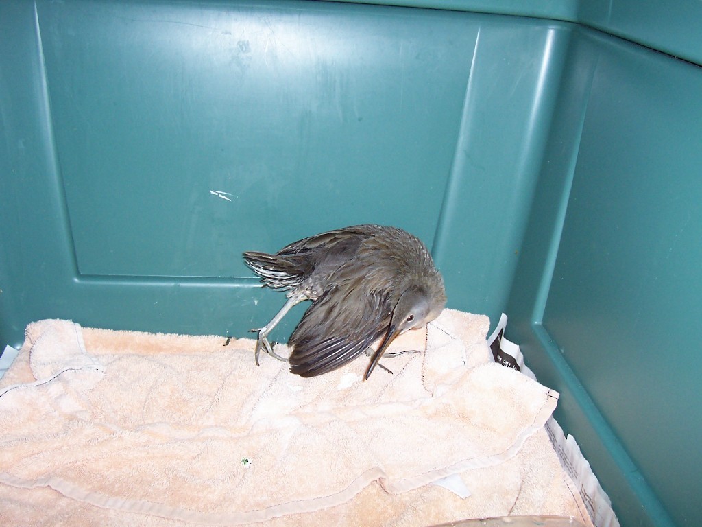 Clapper Rail - ML32299261