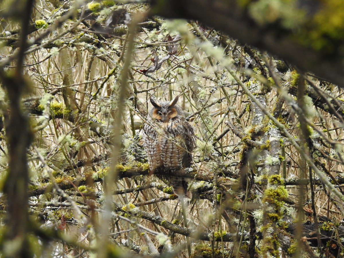 Long-eared Owl - ML322994231