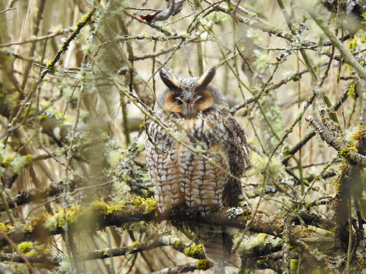 Long-eared Owl - ML322994271