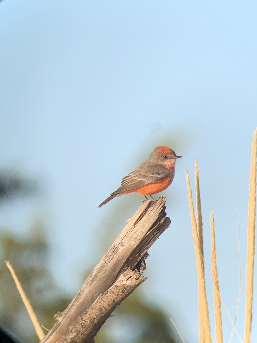 Vermilion Flycatcher - ML322997131