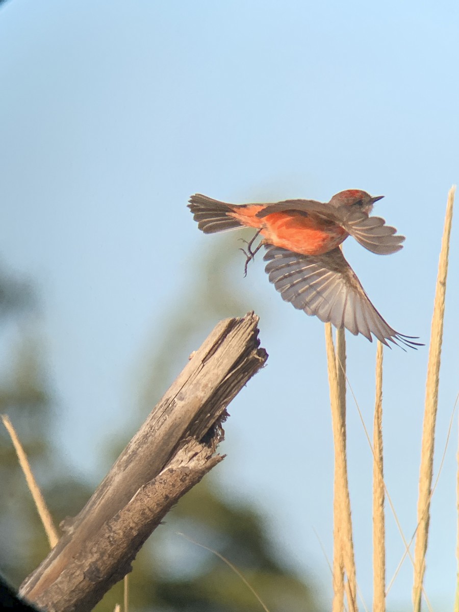 Vermilion Flycatcher - Andrew Marden