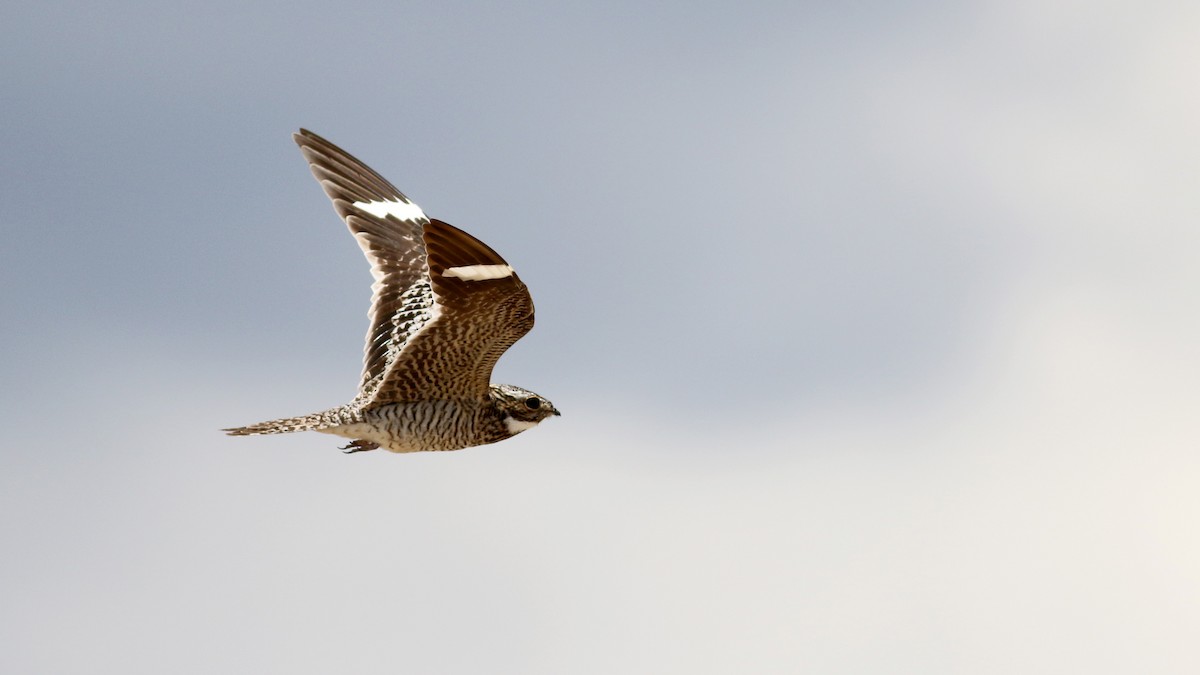 Common Nighthawk - Jay McGowan