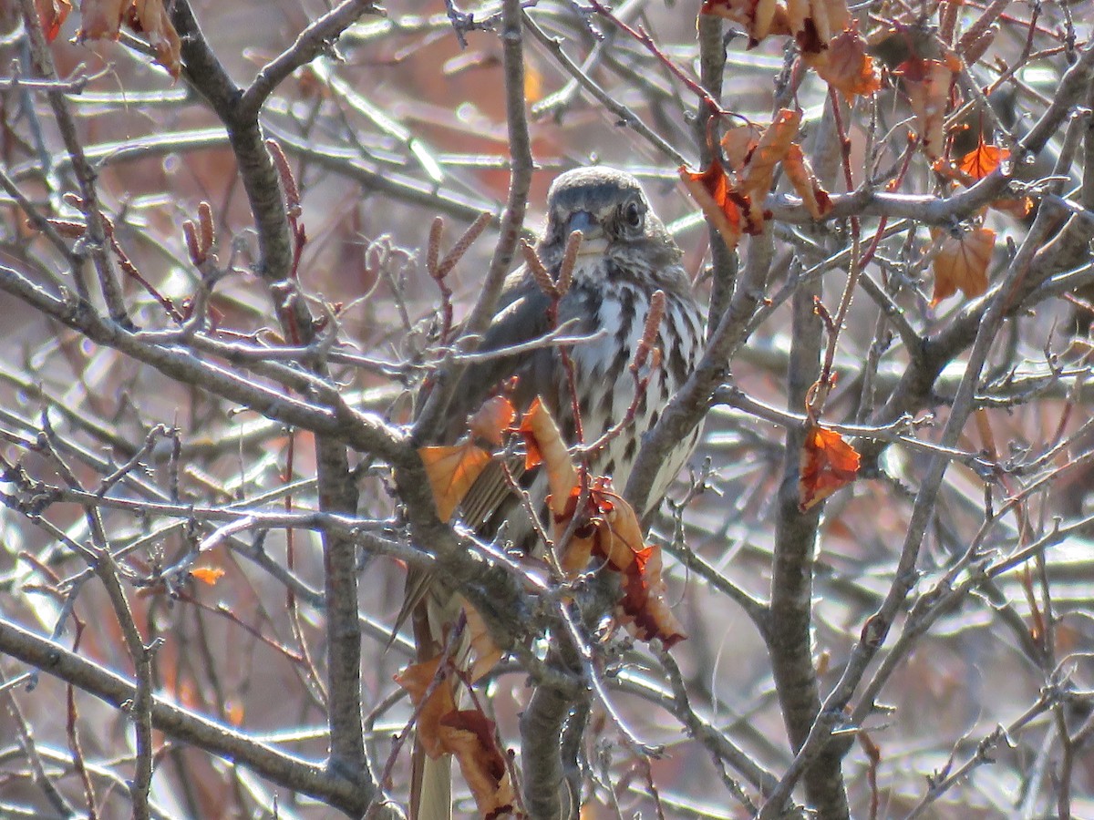 Fox Sparrow (Slate-colored) - ML323000411