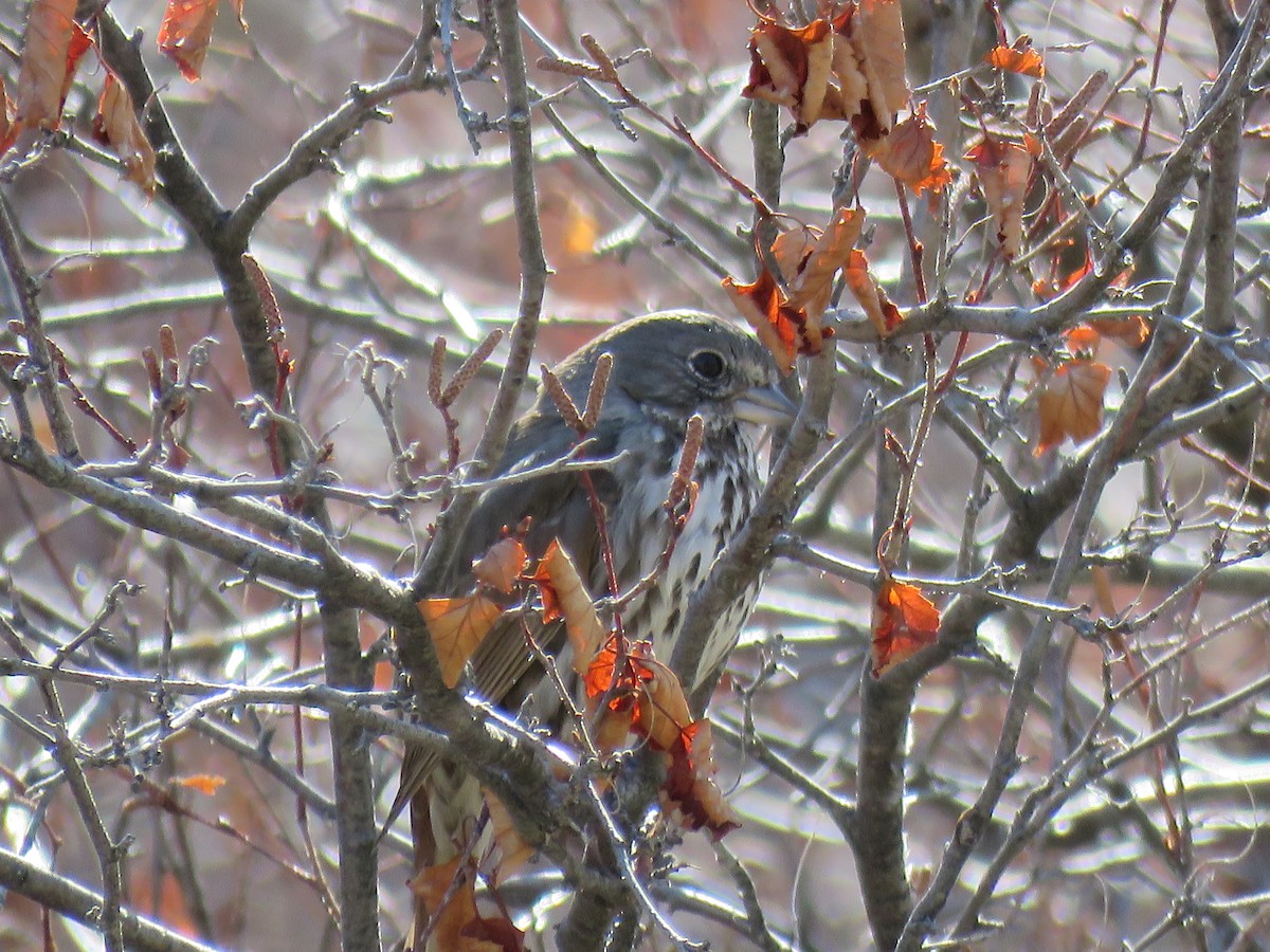 Fox Sparrow (Slate-colored) - ML323000451
