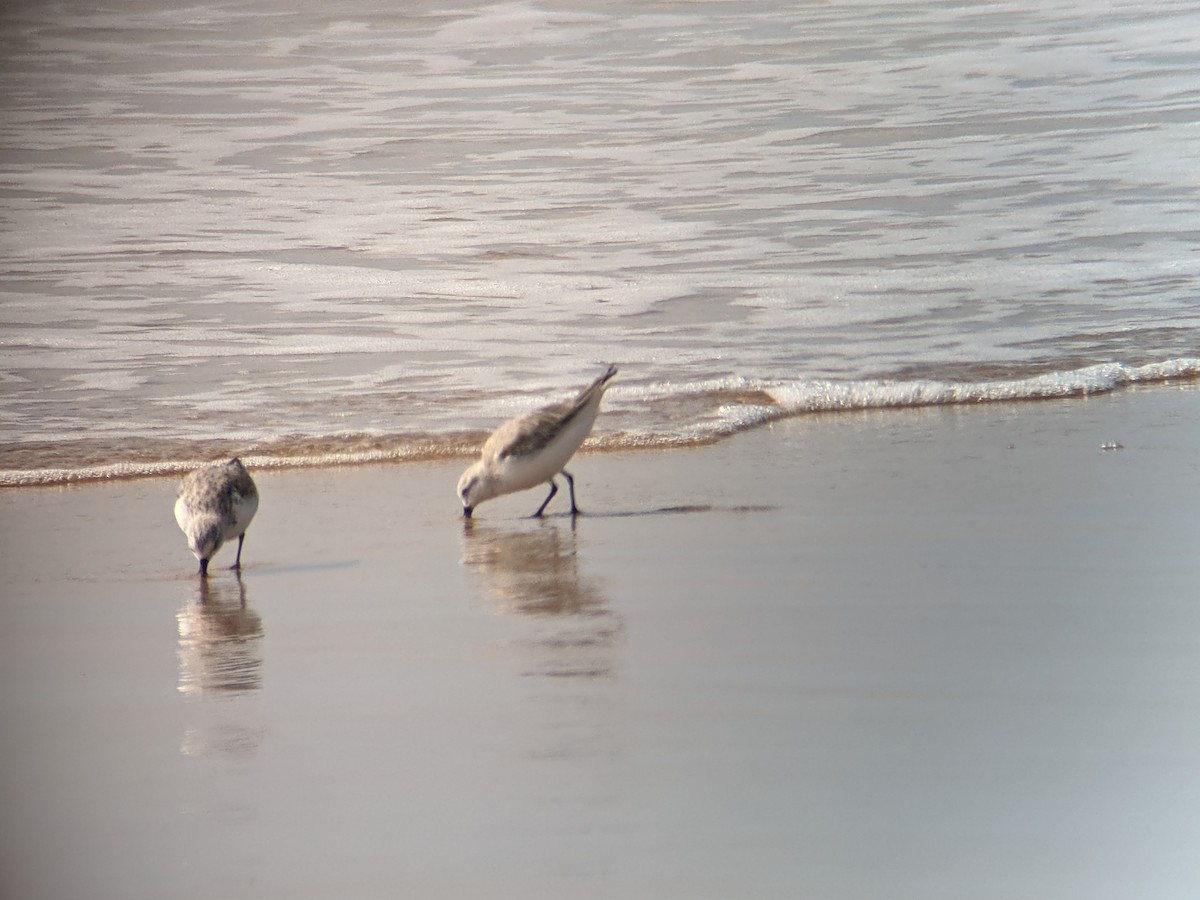 Sanderling - ML323002591
