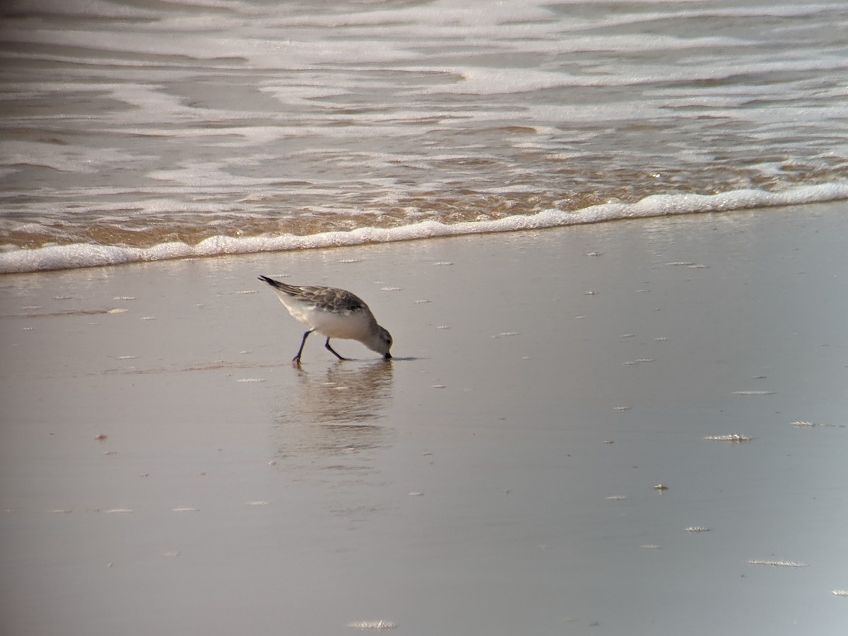 Sanderling - ML323002851