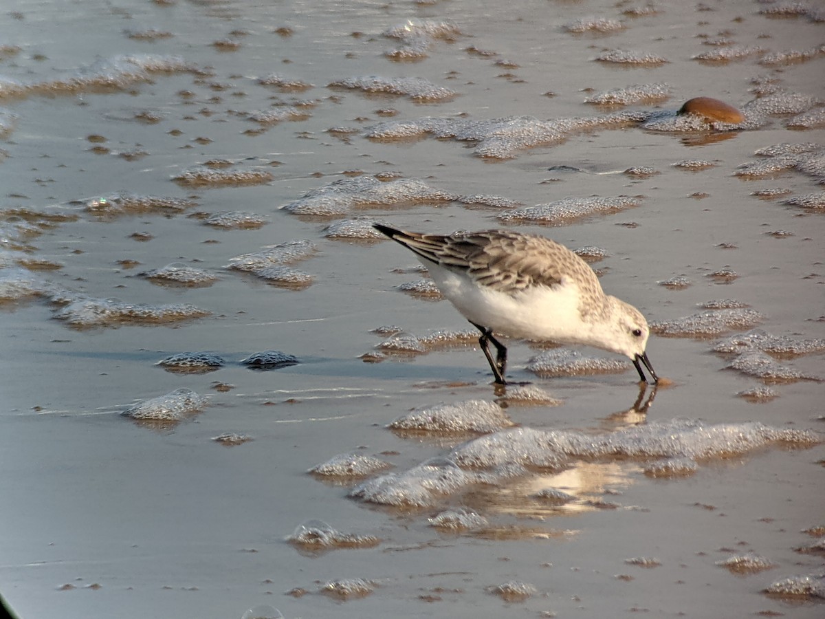 Sanderling - ML323004811