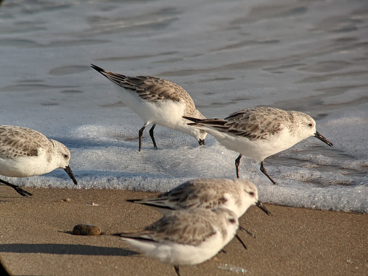 Sanderling - ML323004941