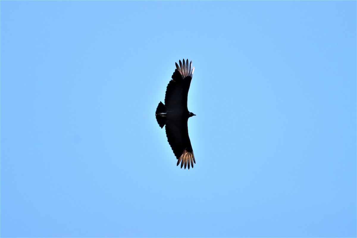 Black Vulture - ML323005471