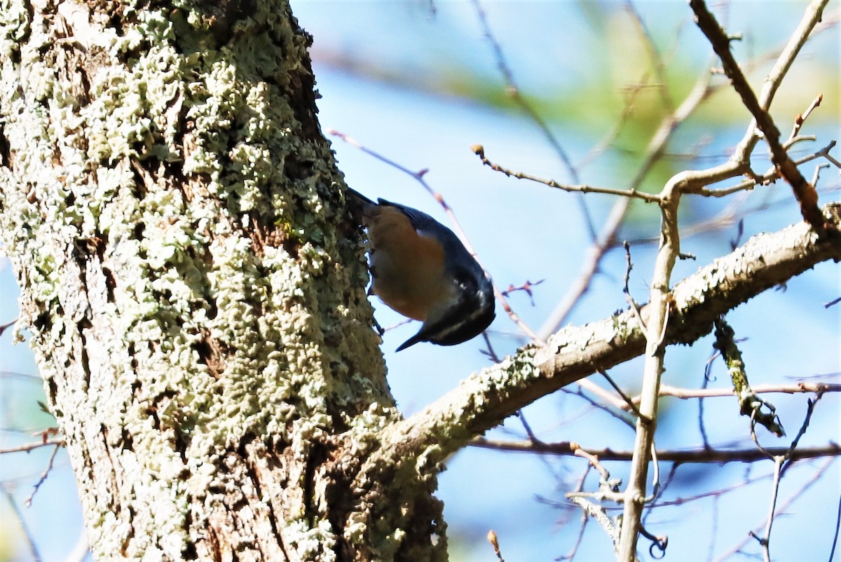 Red-breasted Nuthatch - ML323006041