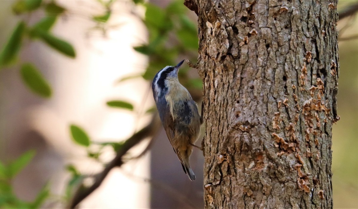 Red-breasted Nuthatch - ML323006061