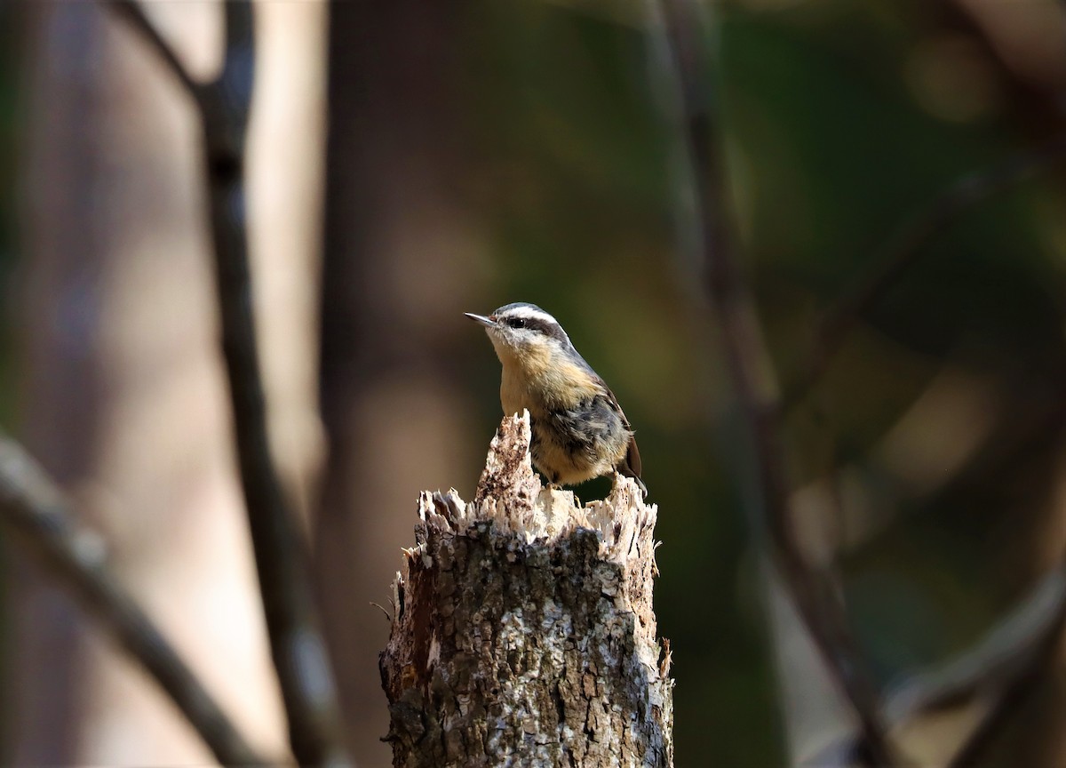 Red-breasted Nuthatch - ML323006081