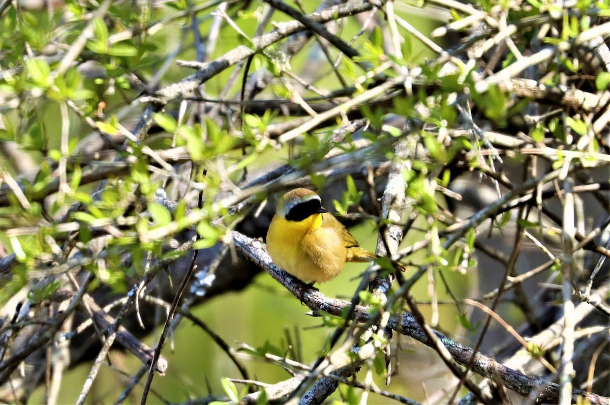 Paruline masquée - ML323006461