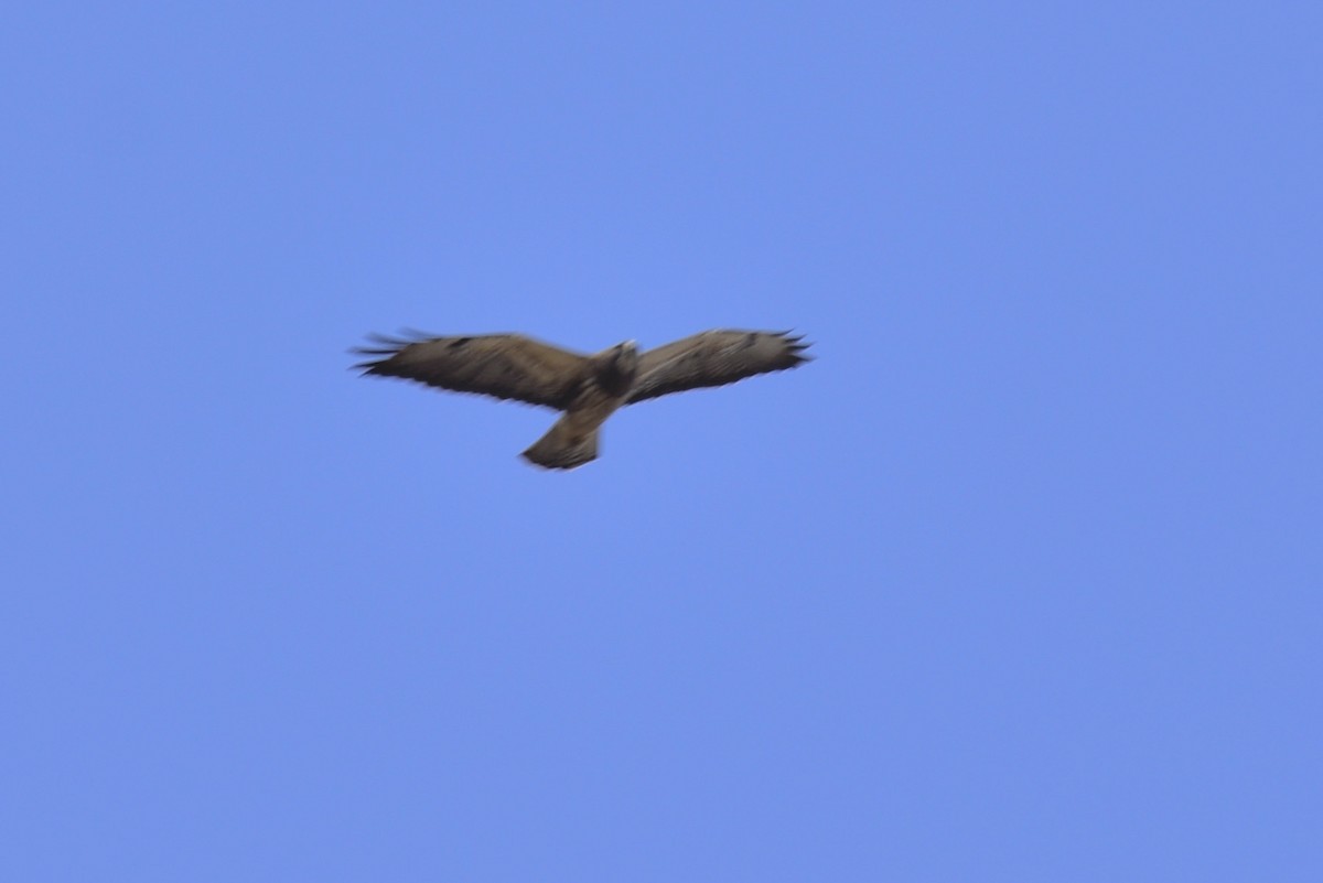 Swainson's Hawk - ML323008091