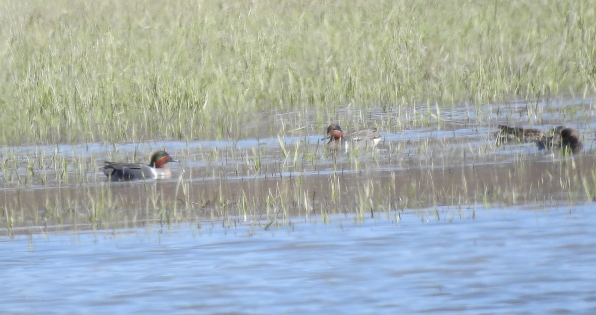 Green-winged Teal - ML323008641