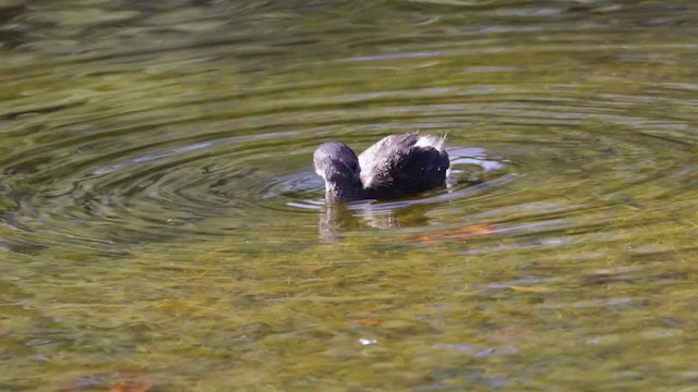 Least Grebe - ML323010171