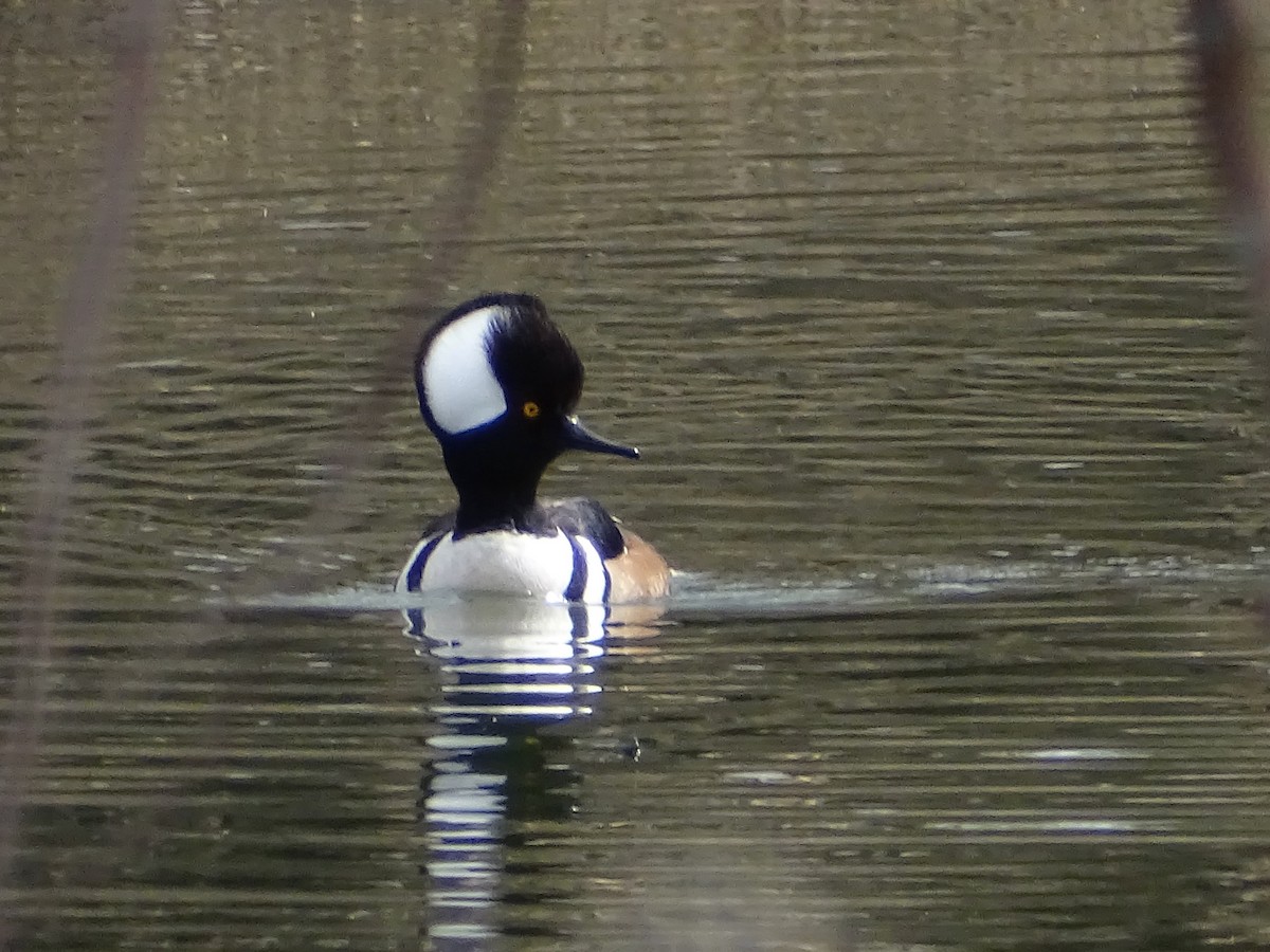 Hooded Merganser - Jeffrey Roth