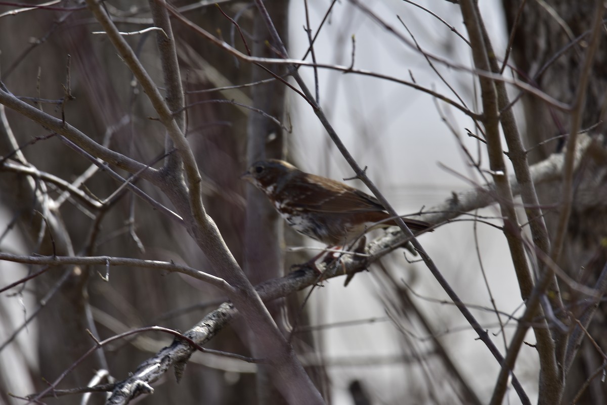 Fox Sparrow - ML323010381