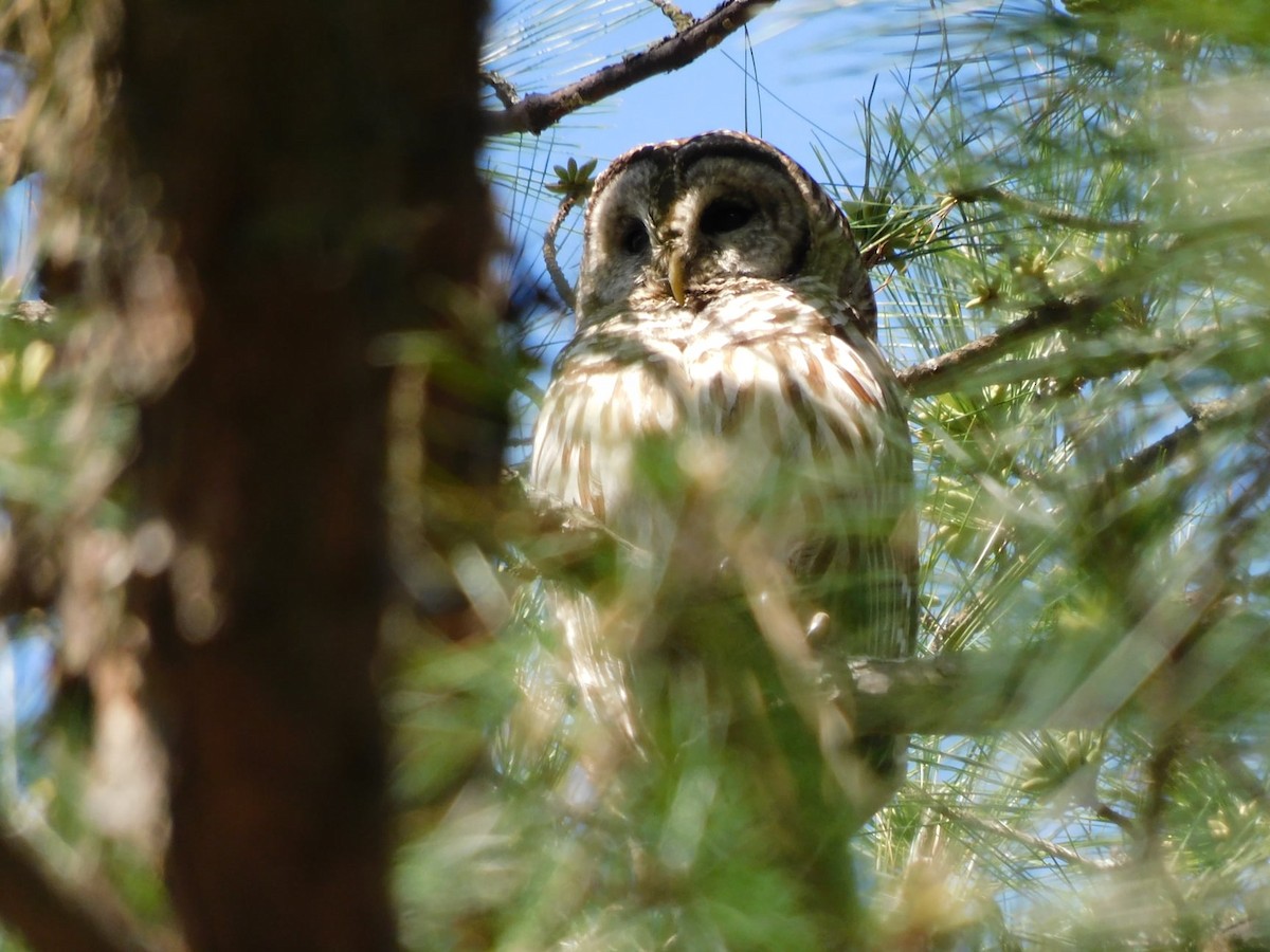 Barred Owl - ML323011311