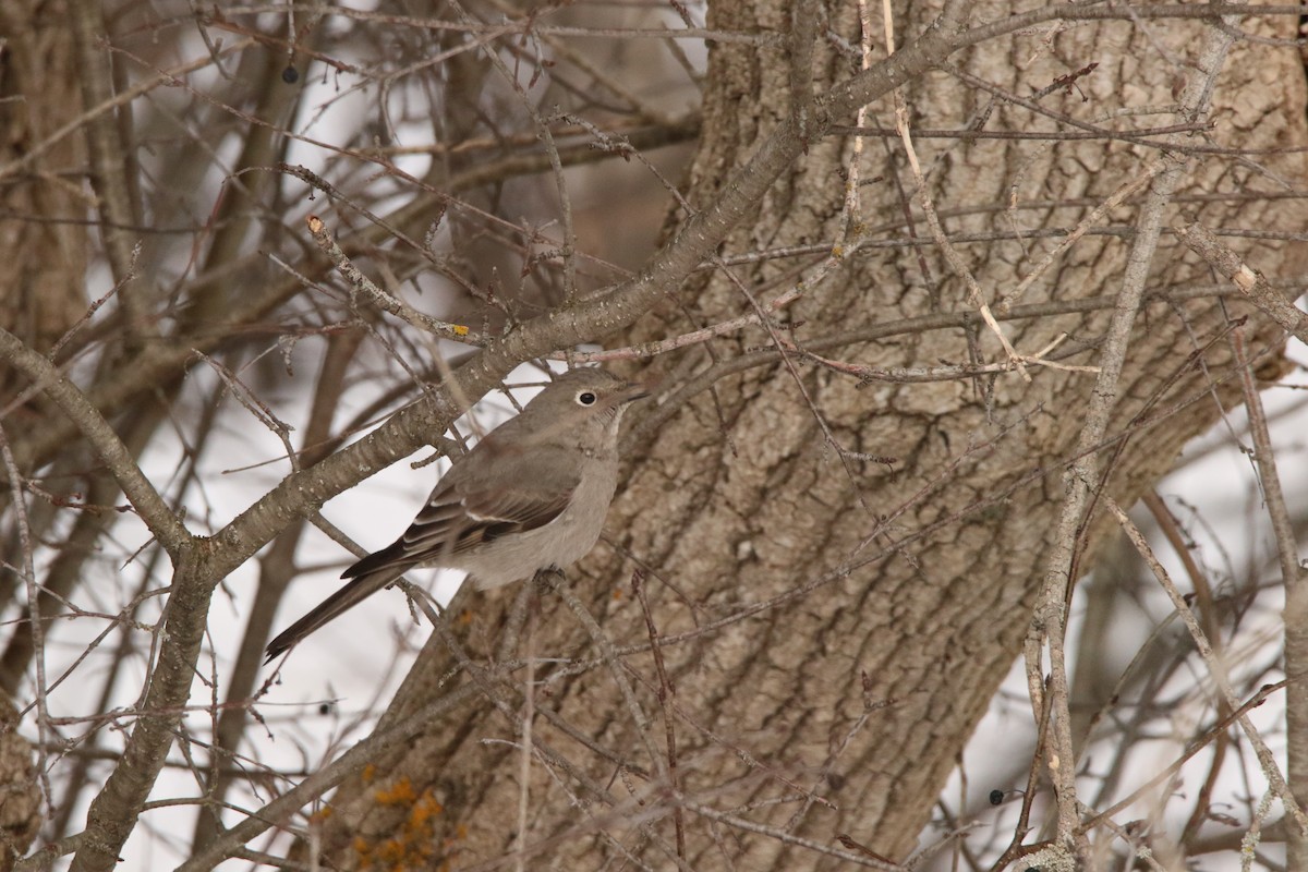 Townsend's Solitaire - Todd Hagedorn