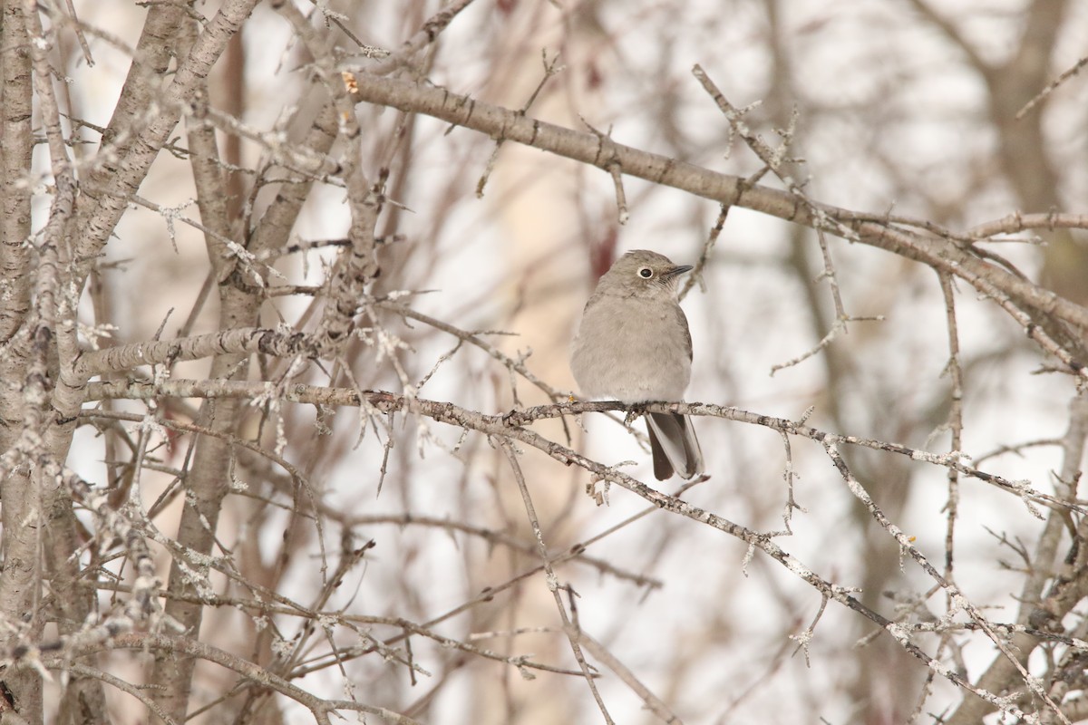 Townsend's Solitaire - Todd Hagedorn