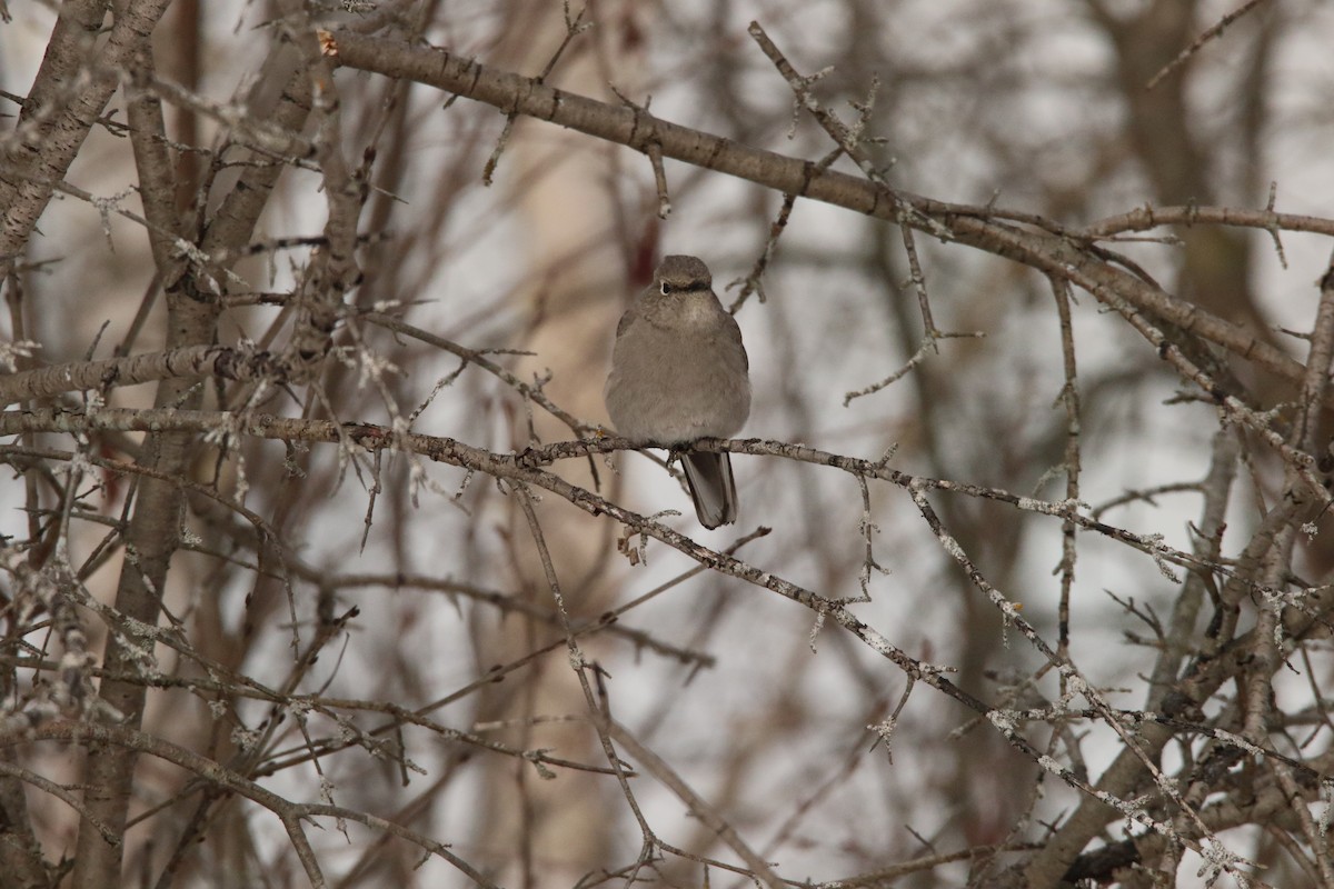 Townsend's Solitaire - Todd Hagedorn