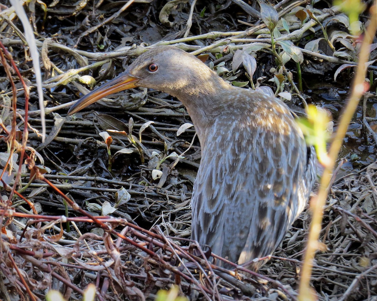 Clapper Rail - ML323014901