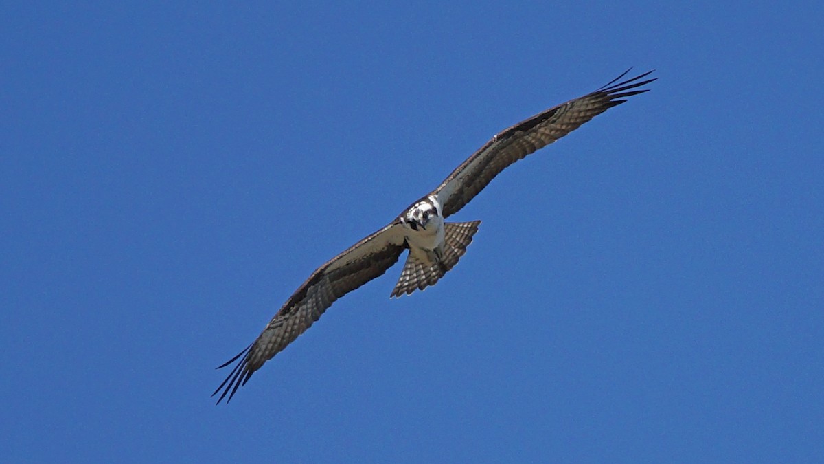 Osprey - Skipper Anding