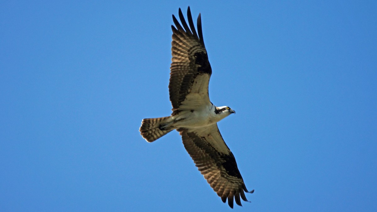 Águila Pescadora - ML323015761