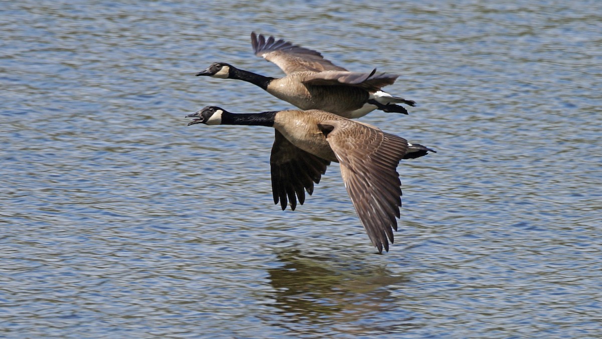 Canada Goose - ML323016201