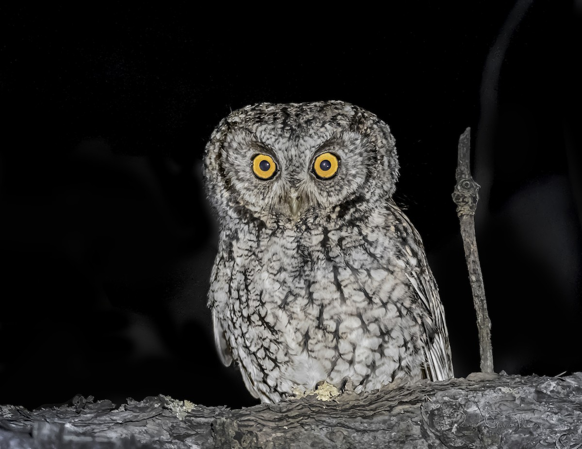 Whiskered Screech-Owl - ML323017611