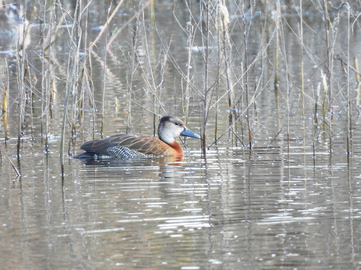 White-faced Whistling-Duck - ML323020201