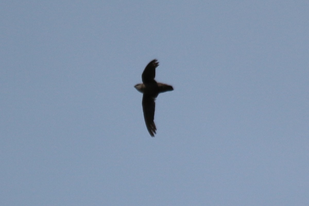 Chimney Swift - ML32302041