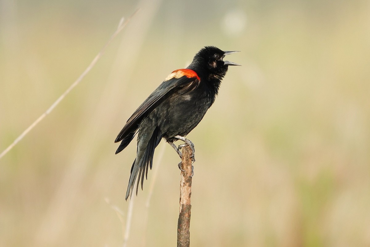 Red-winged Blackbird - deborah grimes