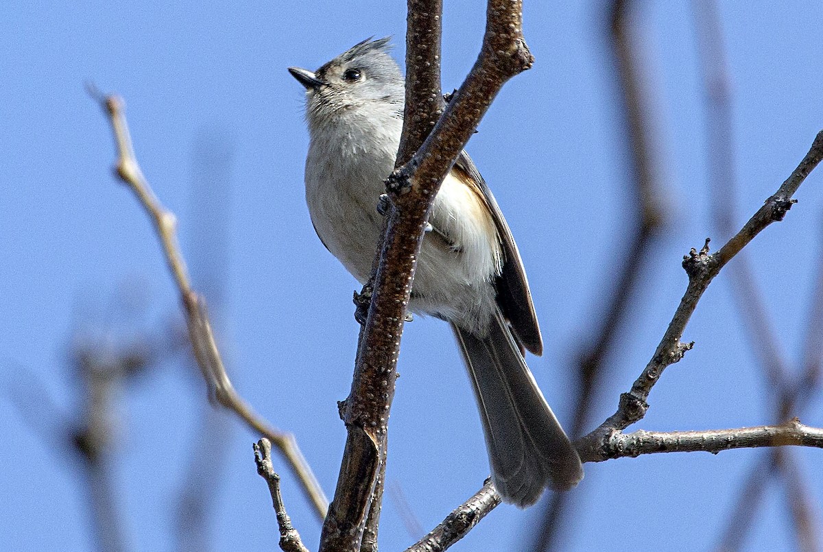 Tufted Titmouse - ML323023681